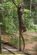 fossa